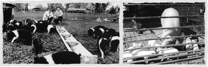 black and white photos of pigs in pen