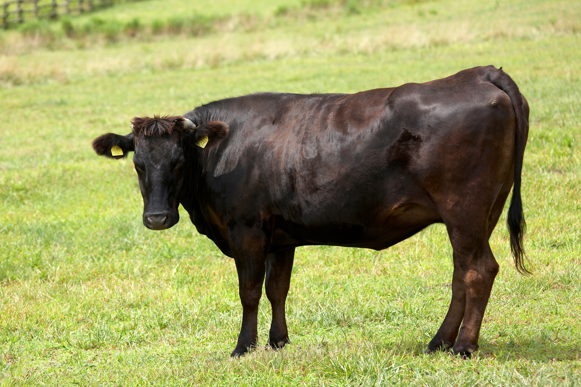 Beef Processing Near Me