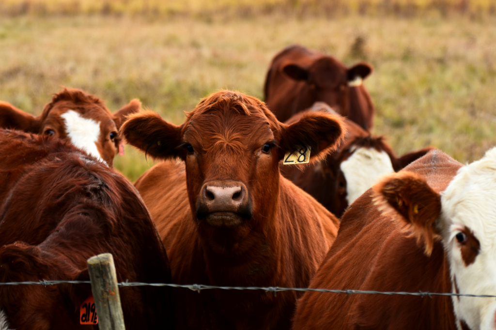 meat markets near me