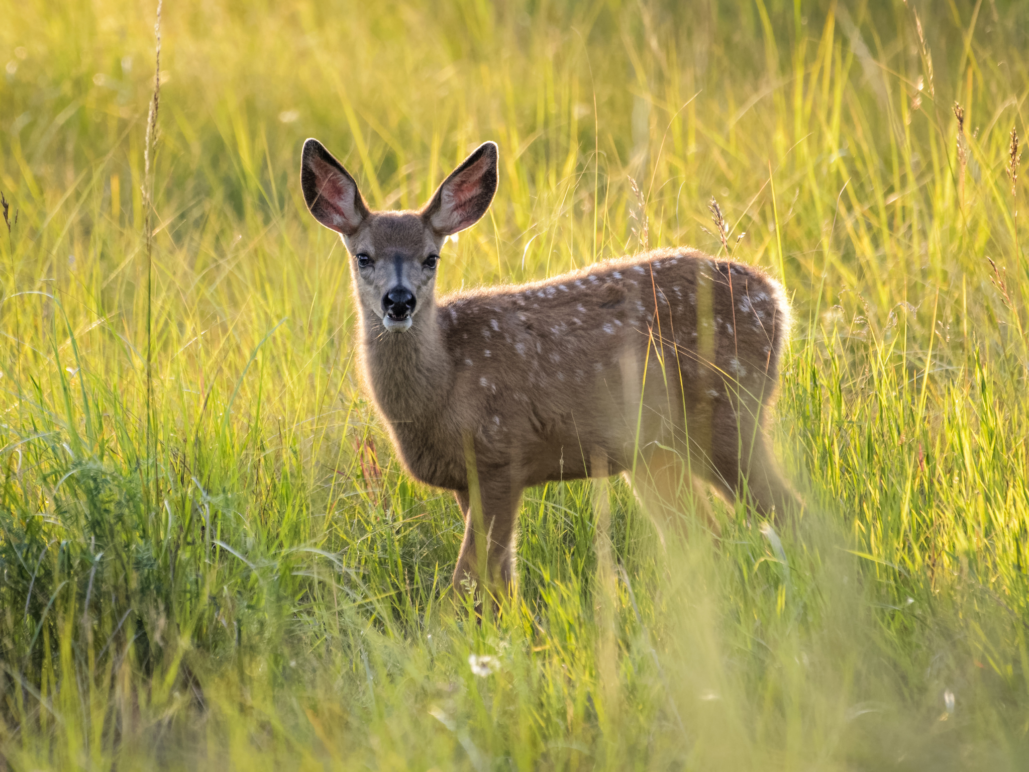 How long can deer meat stay frozen?