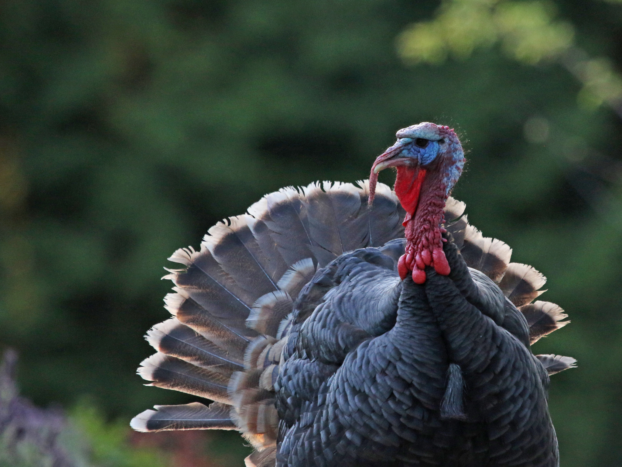 How much turkey per person