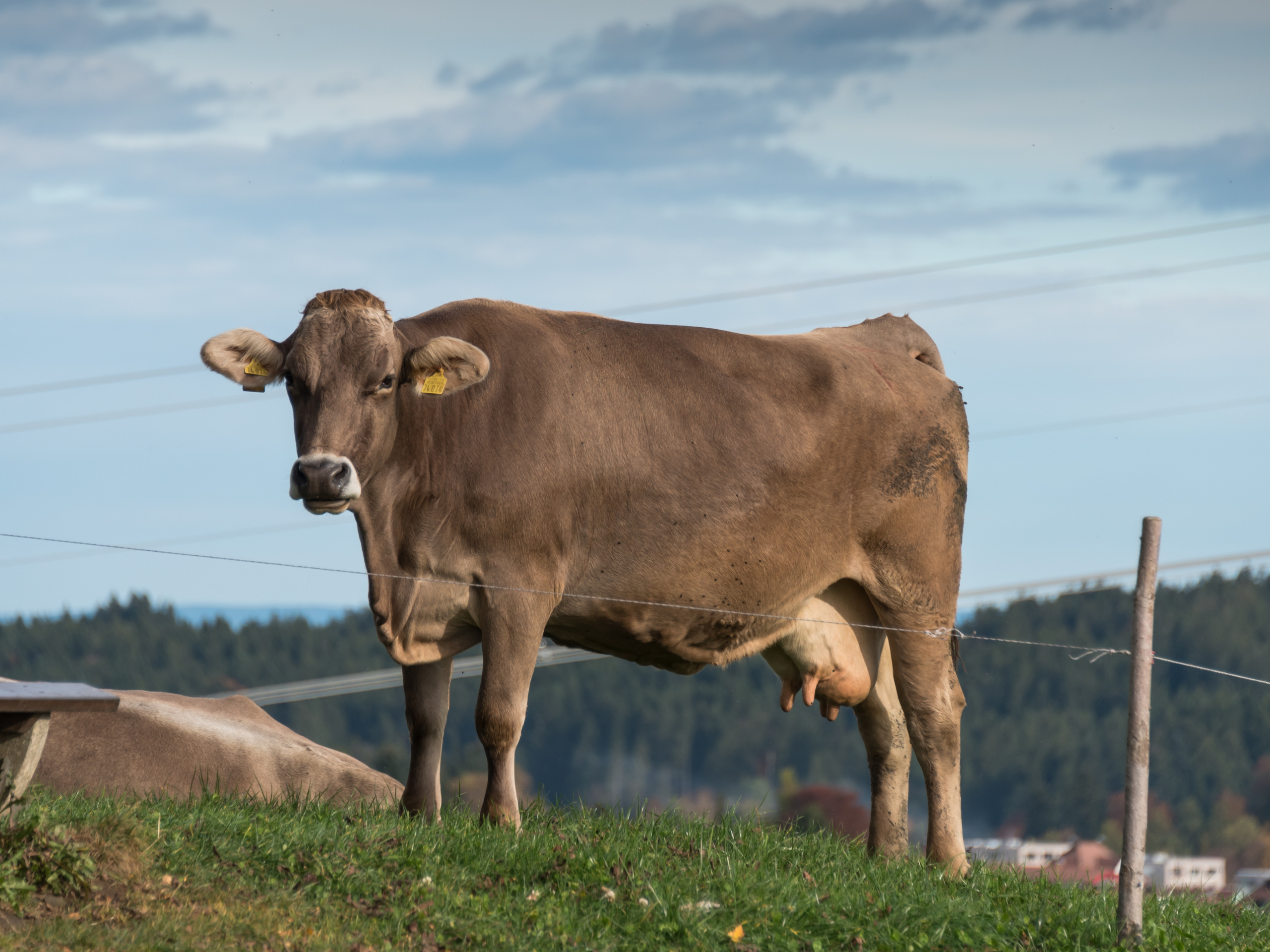 hanging weight vs take home weight