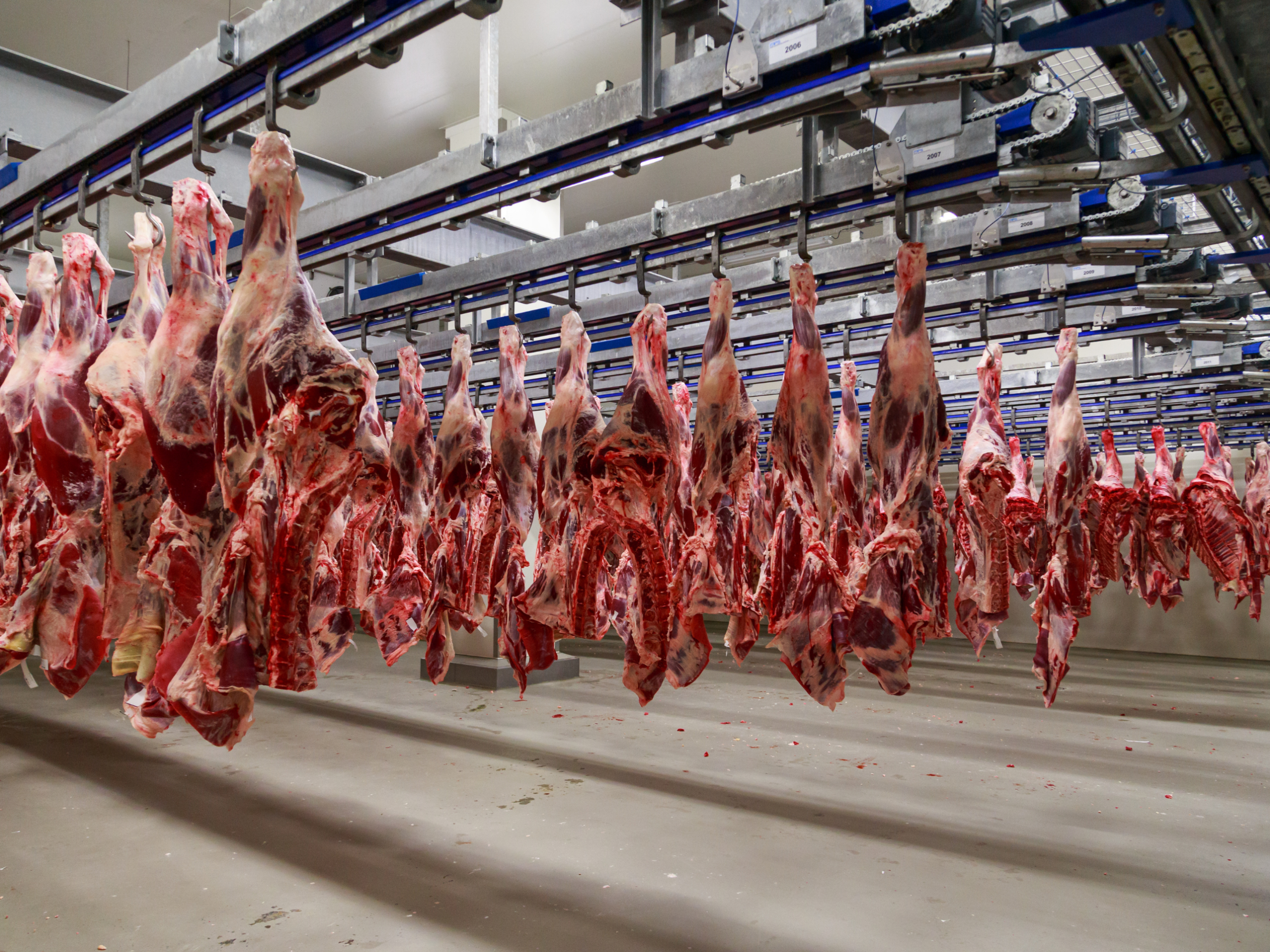 hanging weight vs take home weight